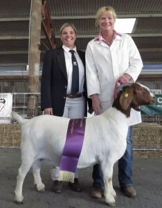 2017 NSW State Show - Orange NSW