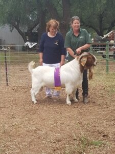 2017 Cobram Show, Vic
