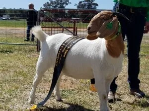2017 Berrigan Show - NSW