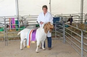 2016 Queanbeyan Show &amp;– NSW State Boer Goat Championships 