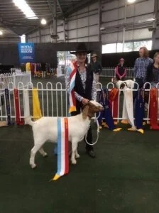 2016 Royal Melbourne Show (Vic)