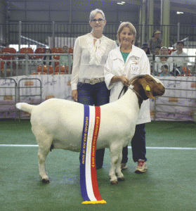2016 Royal Sydney Show &amp; BGBAA National Show