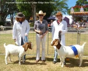 2016 Newcastle Show - NSW 