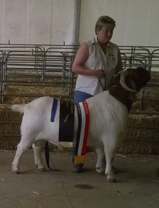 2015 Queanbeyan &amp; NSW State Show