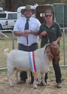 2015 Seymour Show -Vic