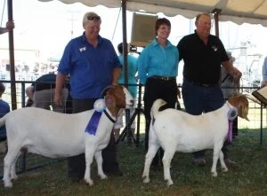 2015 Wagga Wagga Show -NSW