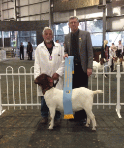 2015 Royal Melbourne Show - Vic