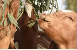HERDING WITHOUT HURTING STRESS FREE STOCKMANSHIP
