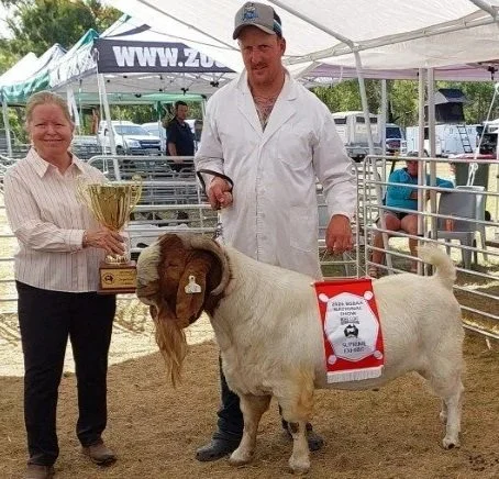 BGBAA National Show 2026 - Stanthorpe