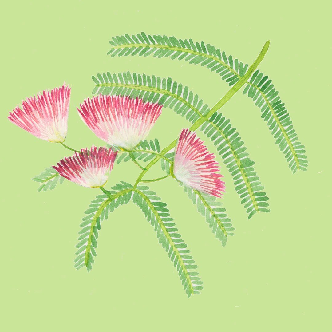 Silk tree in watercolor! Hand illustrated for our first issue / summer guide. 

#silktree #silktreeinbloom #silktreeart #watercolorsilktree #botanicalwatercolor #pnwsilktree #makearteveryday #inspiredbysilktrees