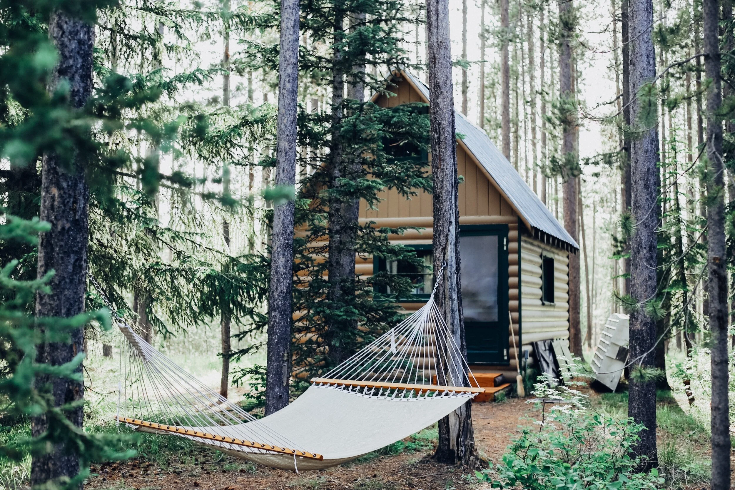 A small wooden cabin in a forest surrounded by tall trees with a hammock tied between two trees in front of it.