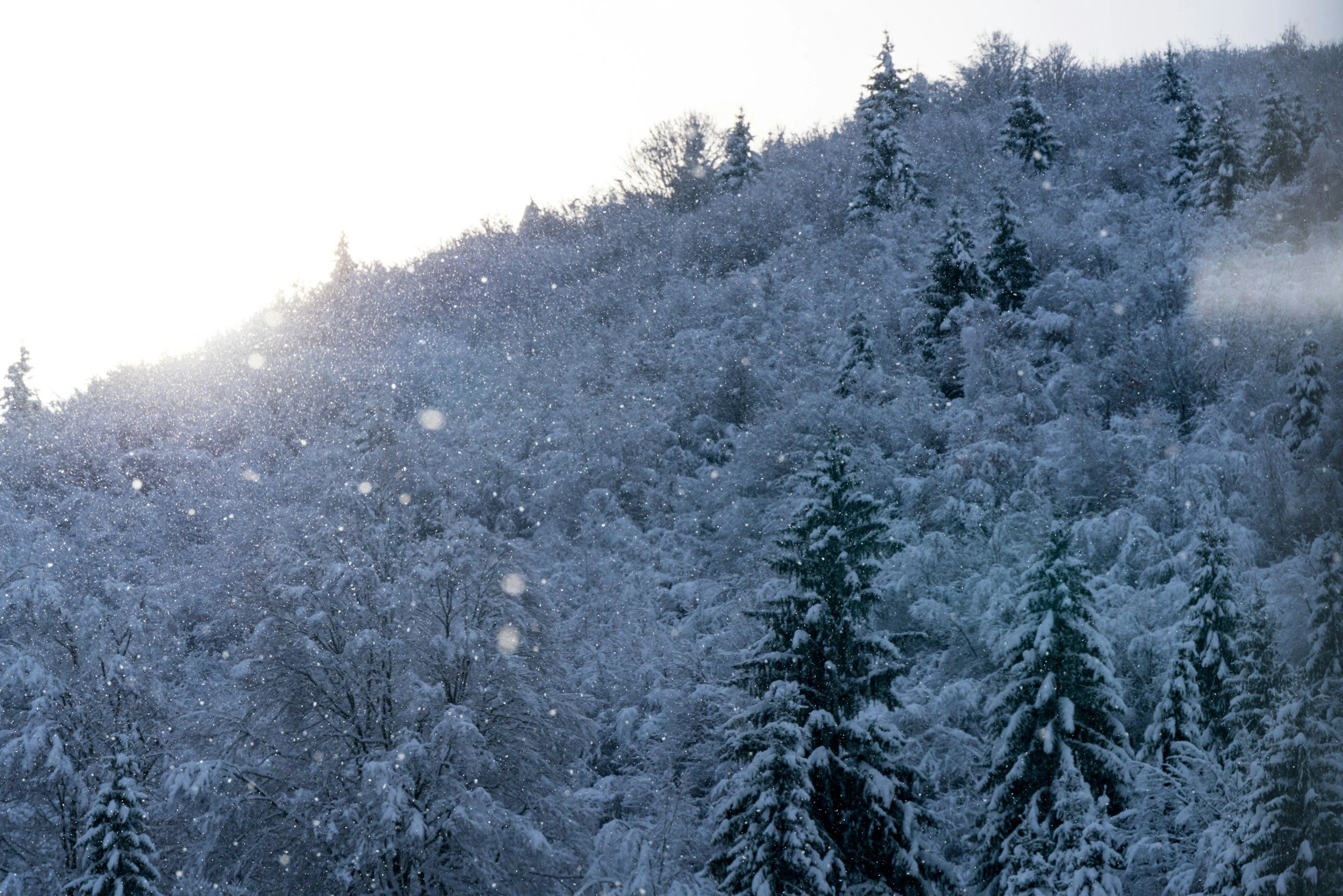 The All-Ages Holiday Guide to Asheville: Festive Fun for Every Generation