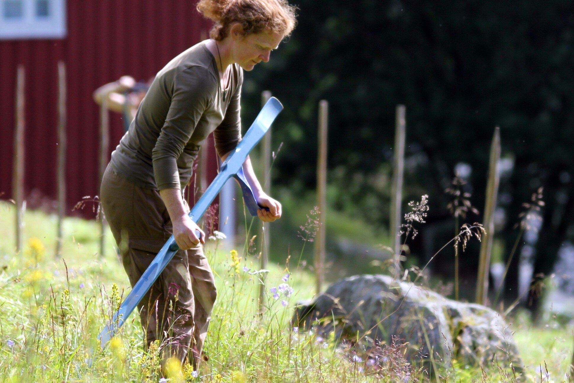 Ljåslått, raking og hesjing