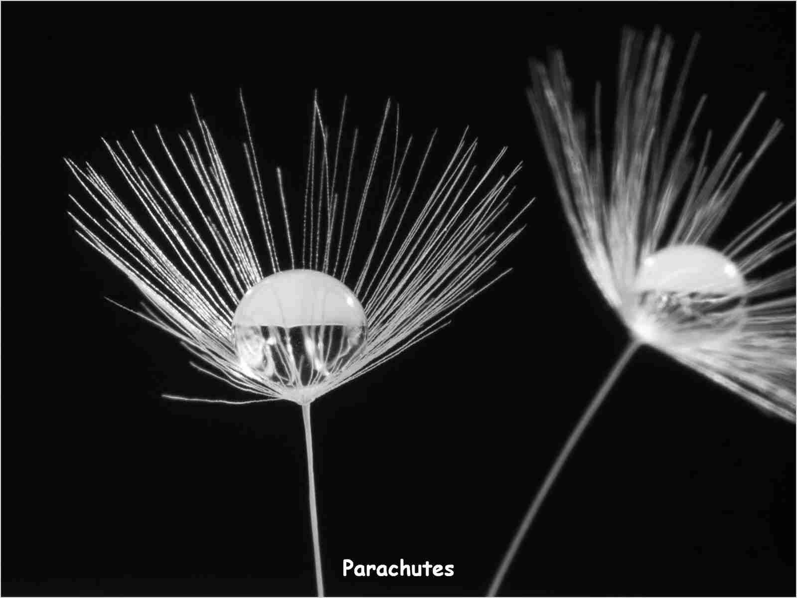 -Parachutes-_result.jpg