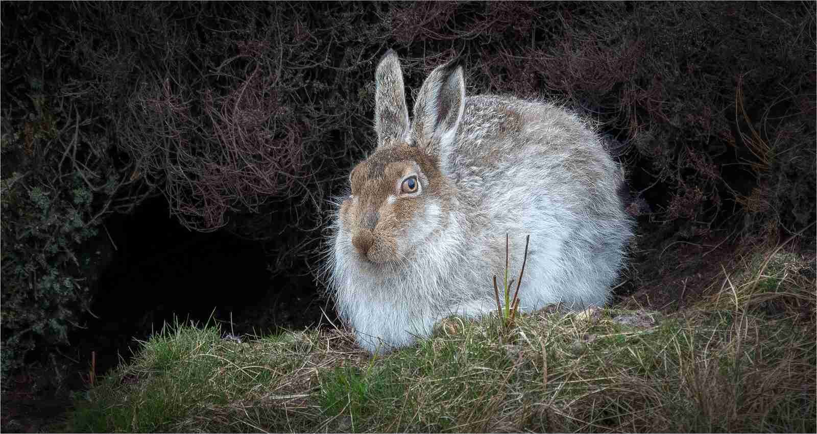 'Mountain Hare - Sheltering'