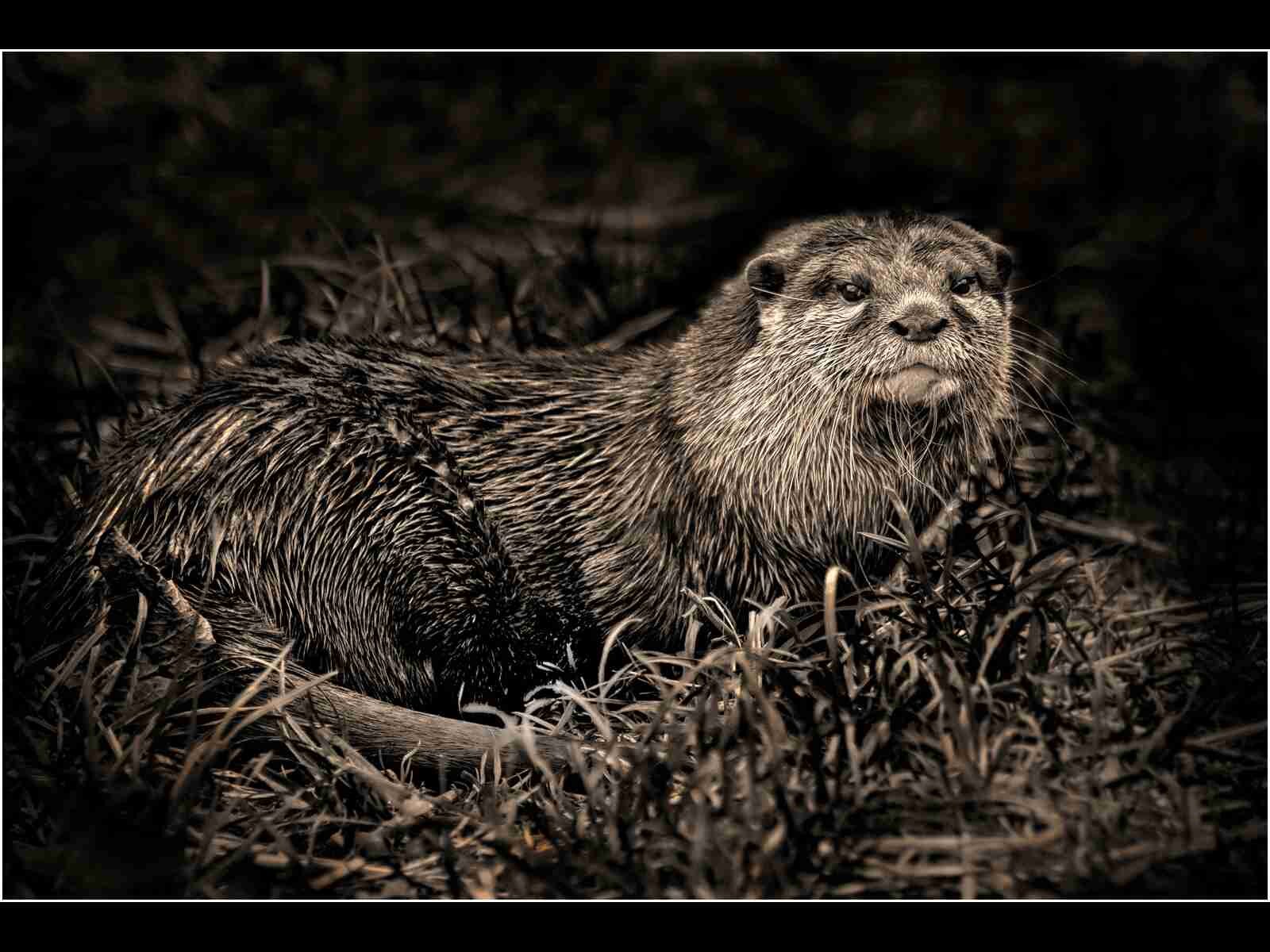 'Otter in the Undergrowth'