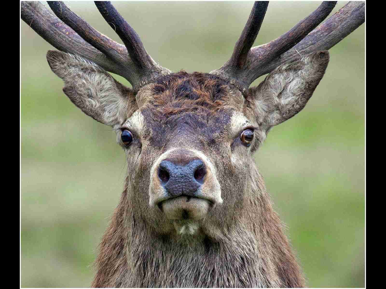 'Red Deer Stag during Rut'