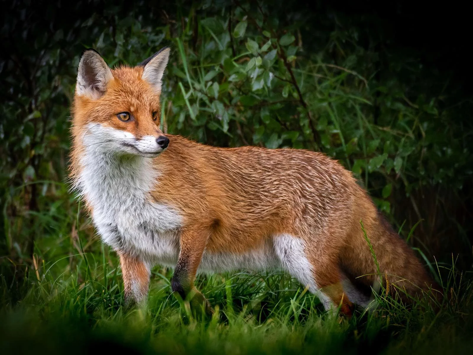'Fox Posing in the Early Morning Sun' by Phil Hill
