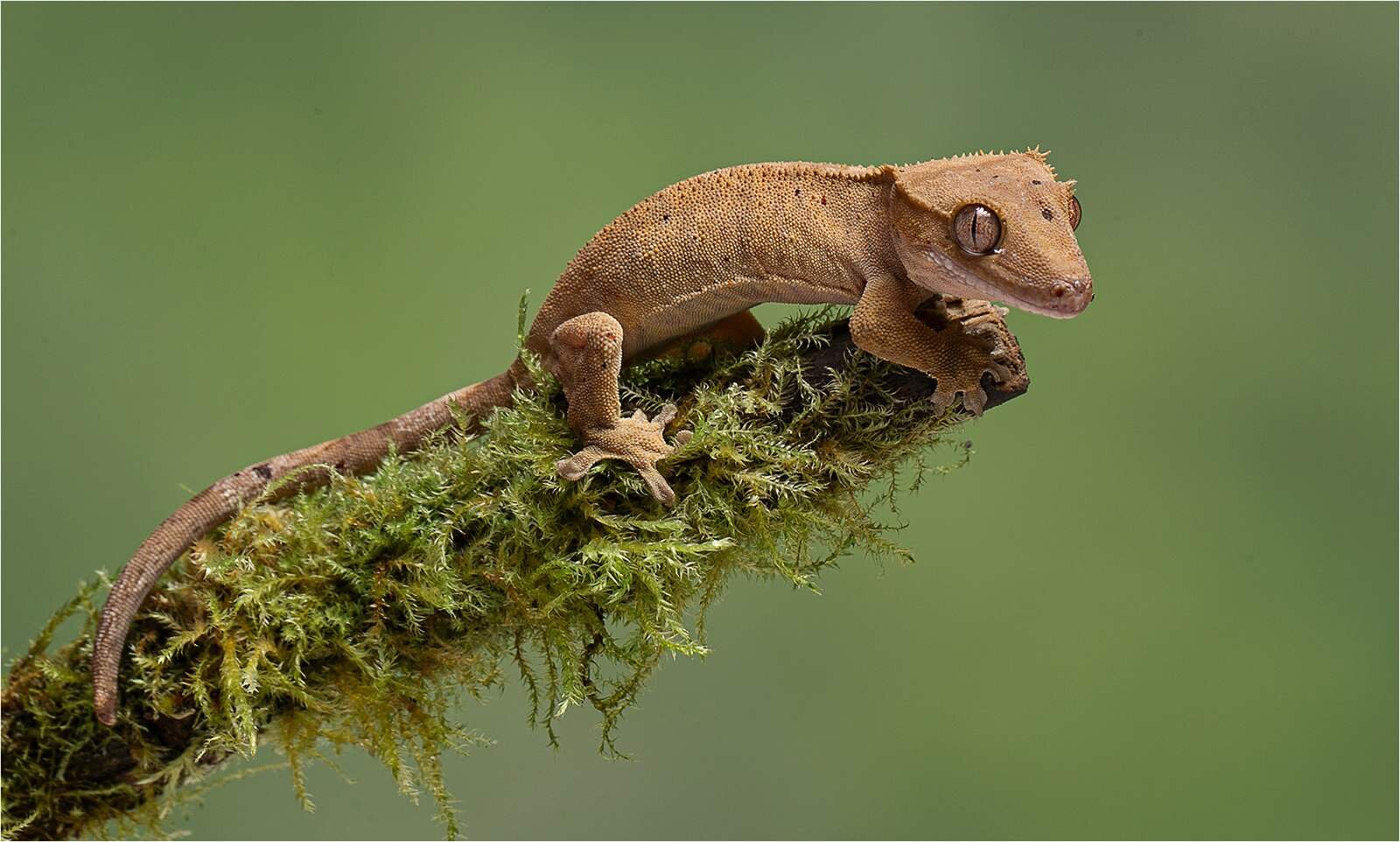 'Crested Gecko'