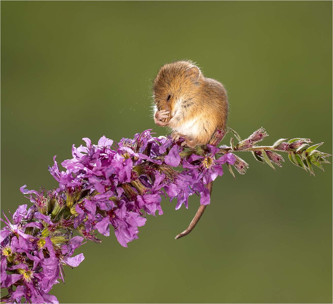 'Preening Harvest Mouse'