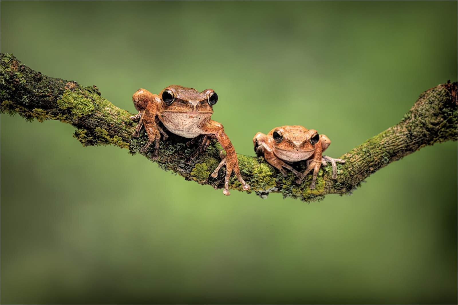 'Golden Tree Frogs'