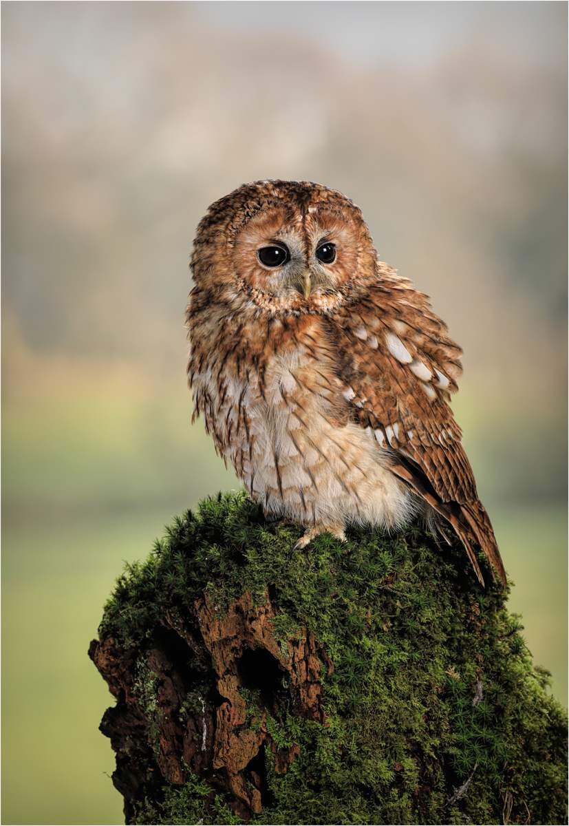 'Tawny Owl'