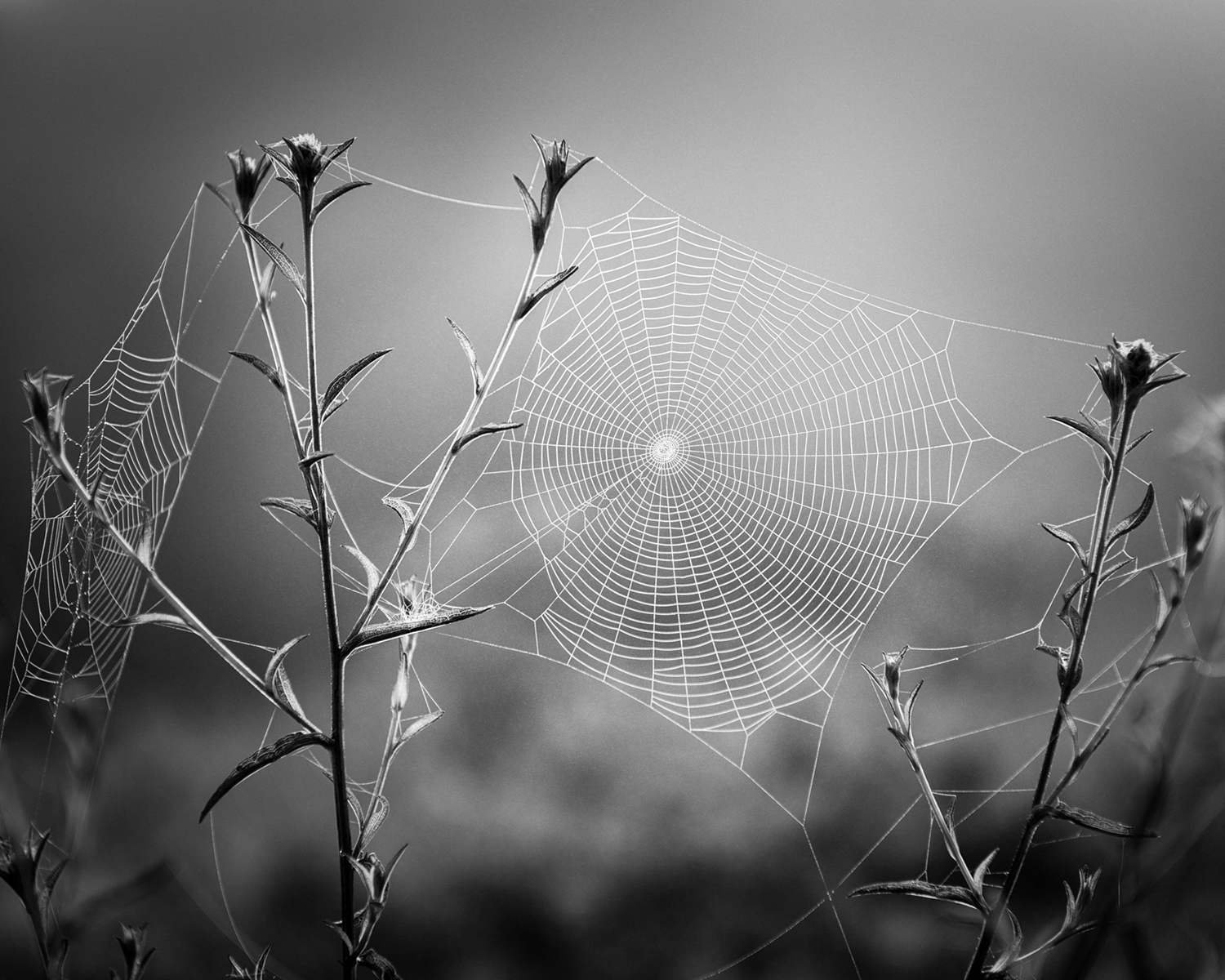 Advanced DPIs: Open Monochrome