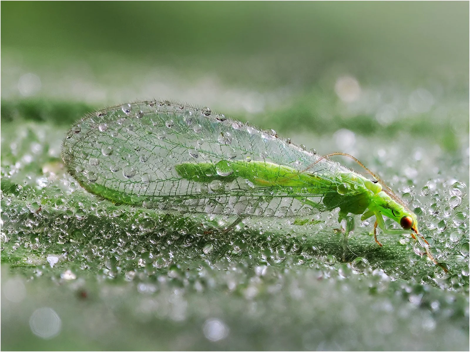 Advanced DPIs: Nature