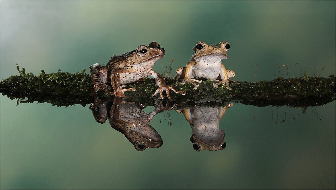 'Frog Reflections'