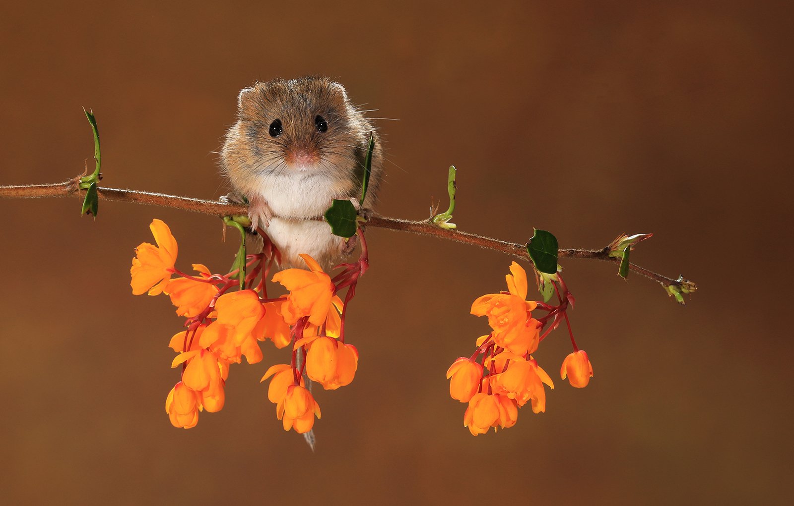 'Harvest Mouse on Blossom'