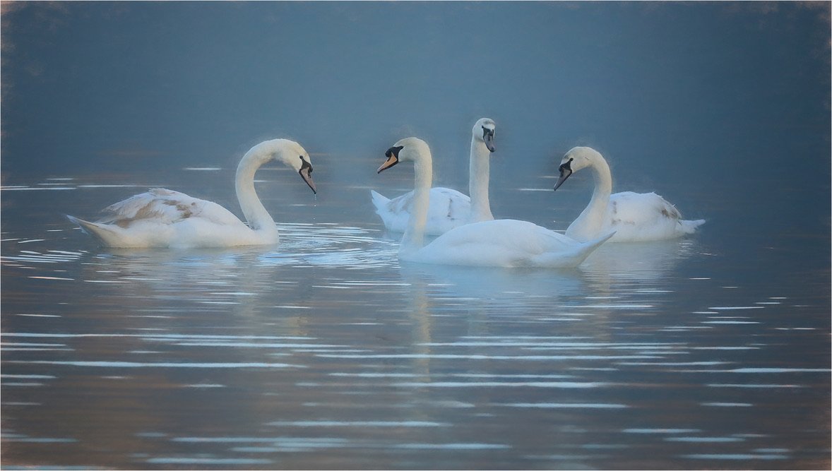 'Swan Lake'