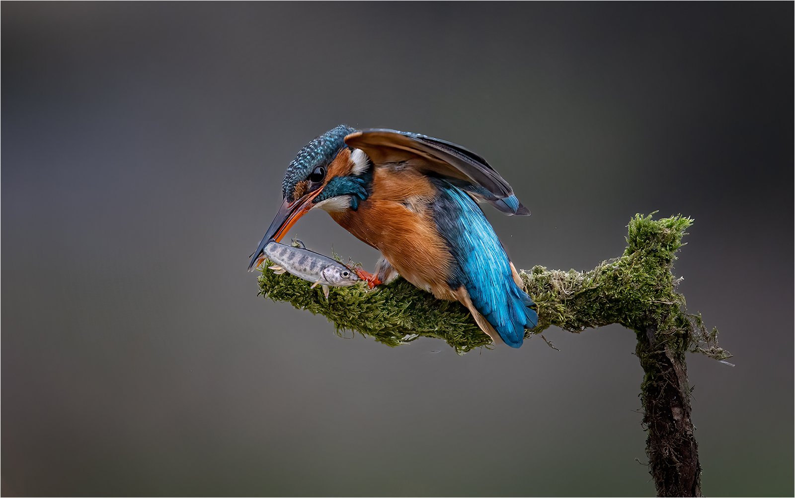 'Kingfisher and Catch'