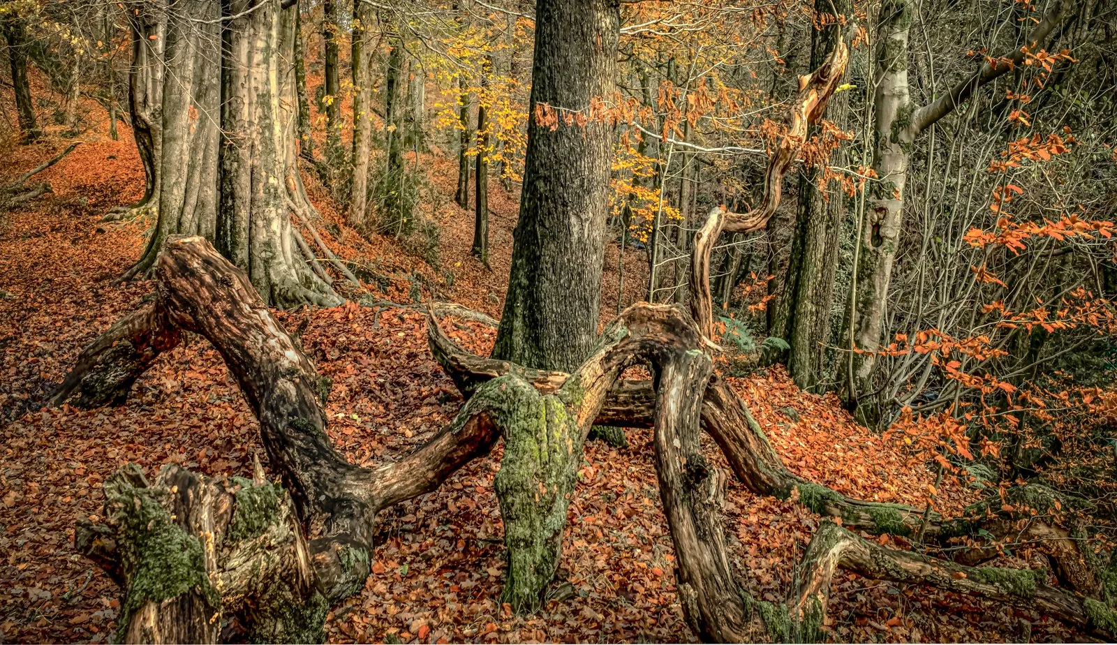 Prints: Scapes