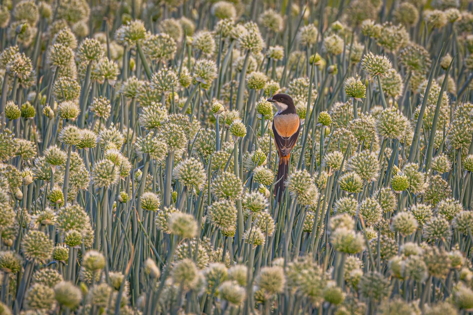 Nature