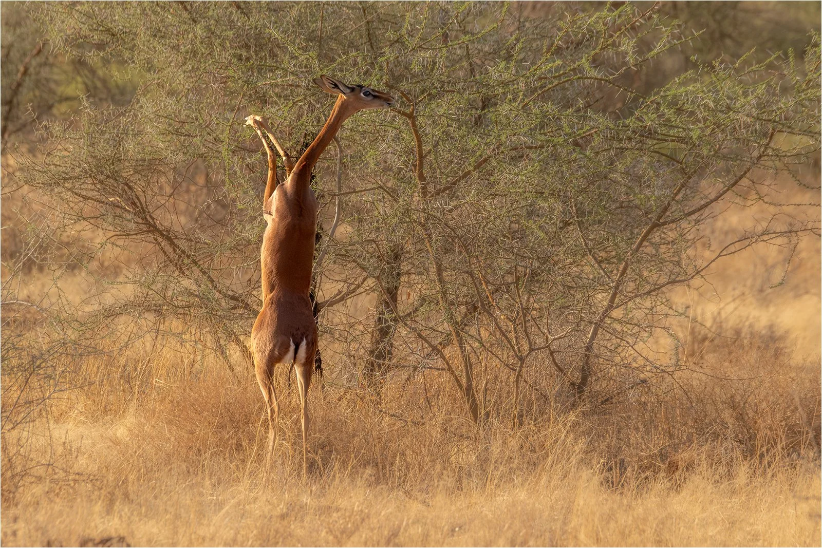 Geranuk in Samburu