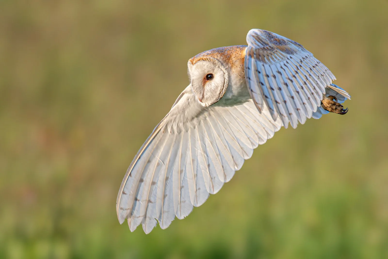 Bi Monthly DPI Round 1