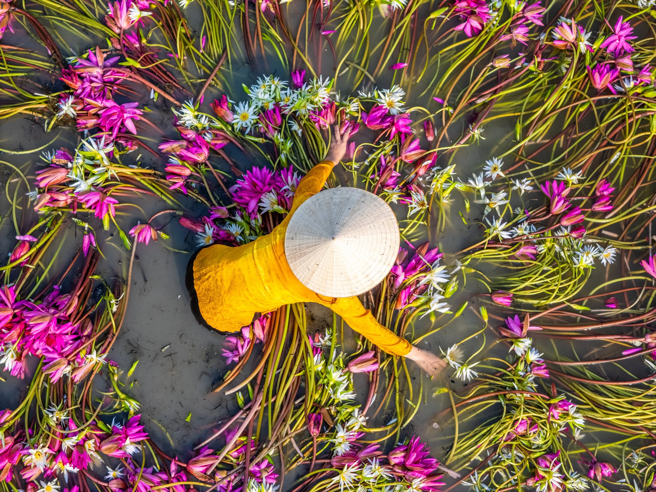 Person wearing a yellow shirt and gray wide-brimmed hat reaching into a pond filled with blooming pink and white water lilies.