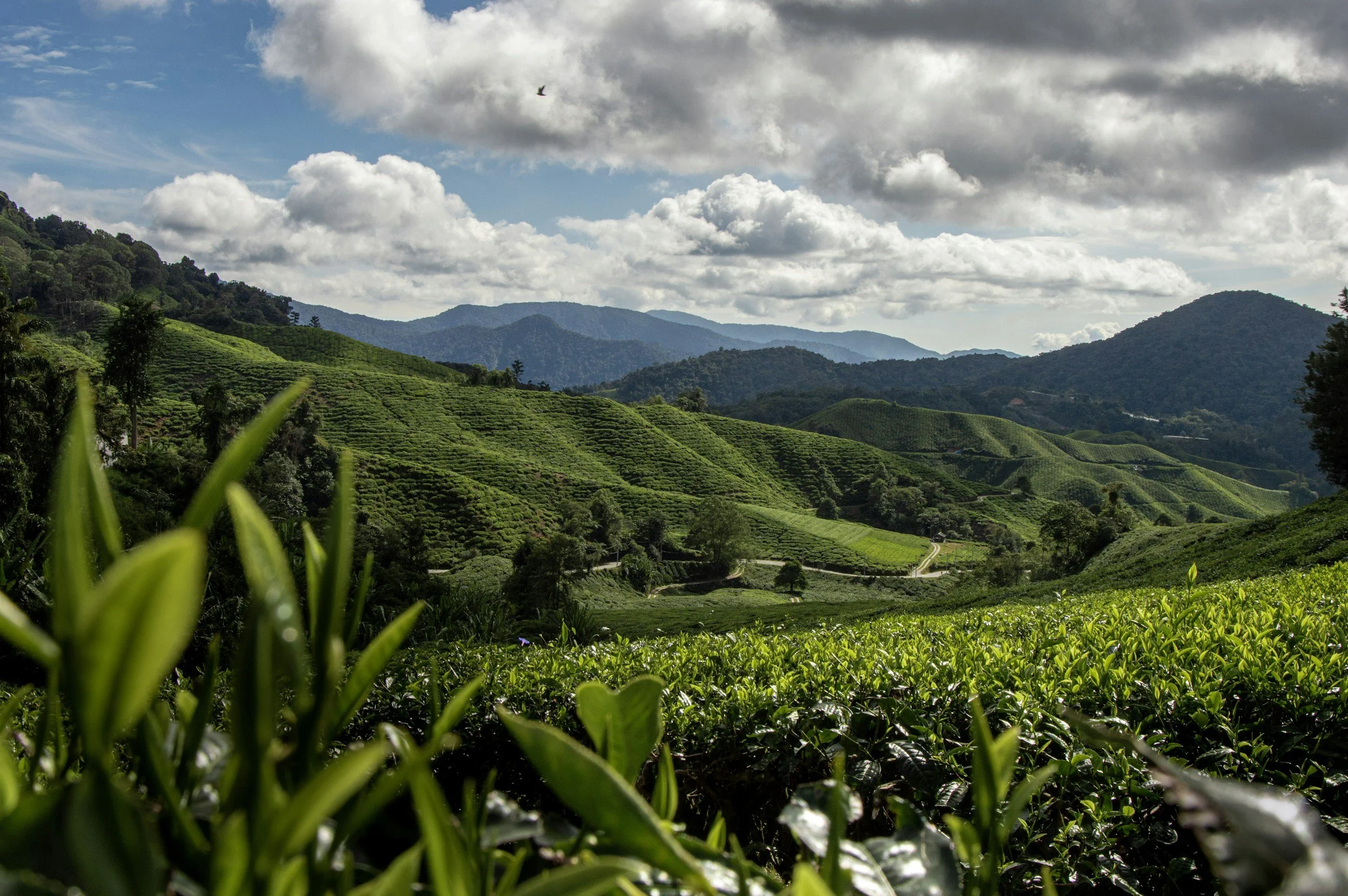 Lush green tea plantation on rolling hills with a cloudy sky and distant mountains.
