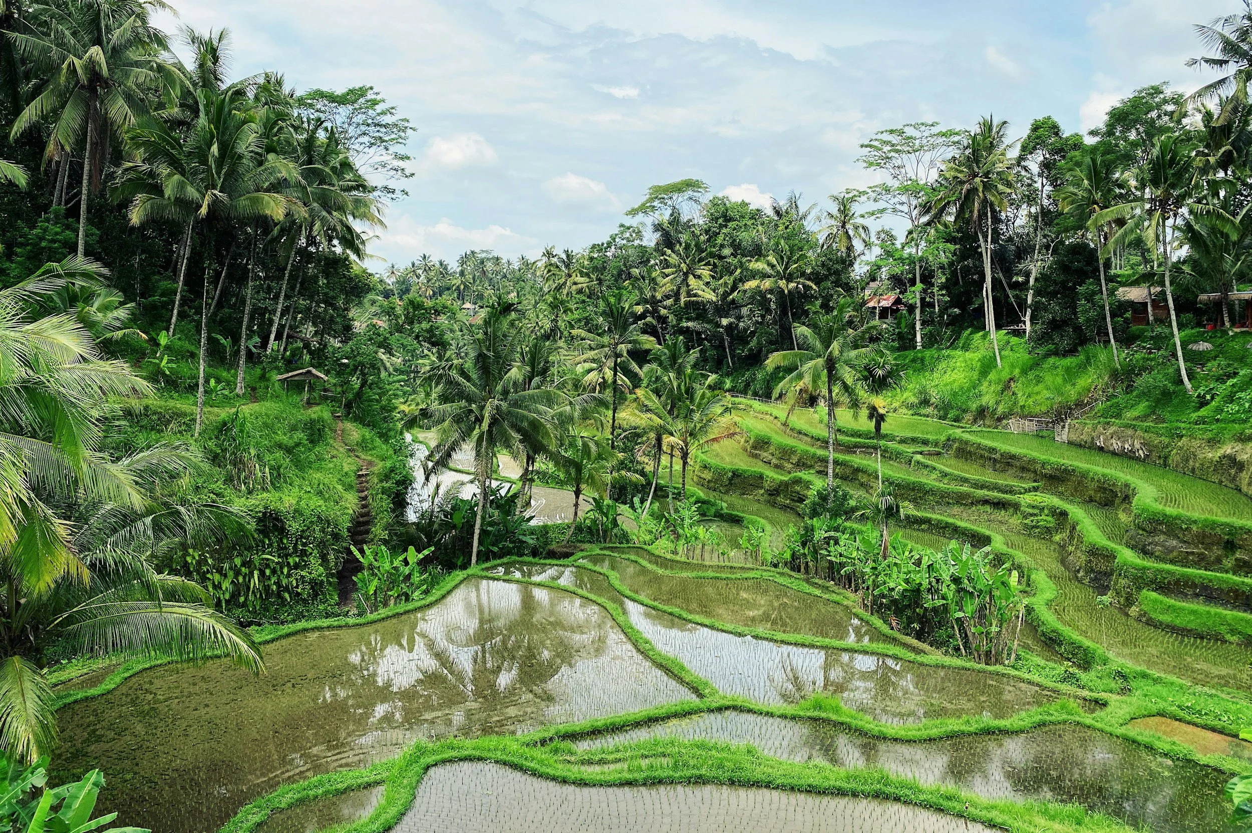 Terraced rice paddies surrounded by lush green trees and palm trees in a tropical landscape under a partly cloudy sky.