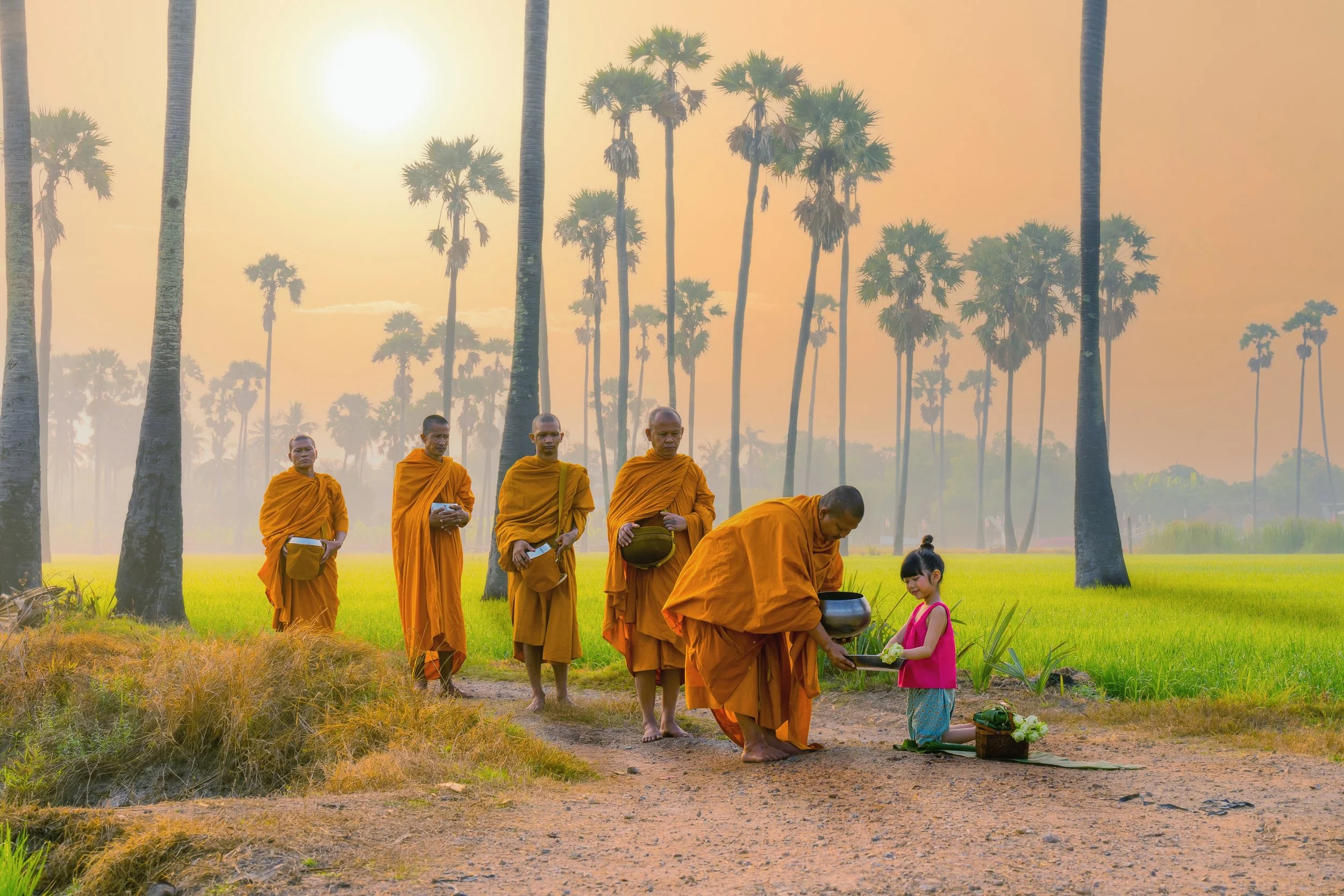 Group of Buddhist monks walking in a line through a rice field, offering food to a young girl who is dressed in pink, with palm trees and a setting sun in the background.