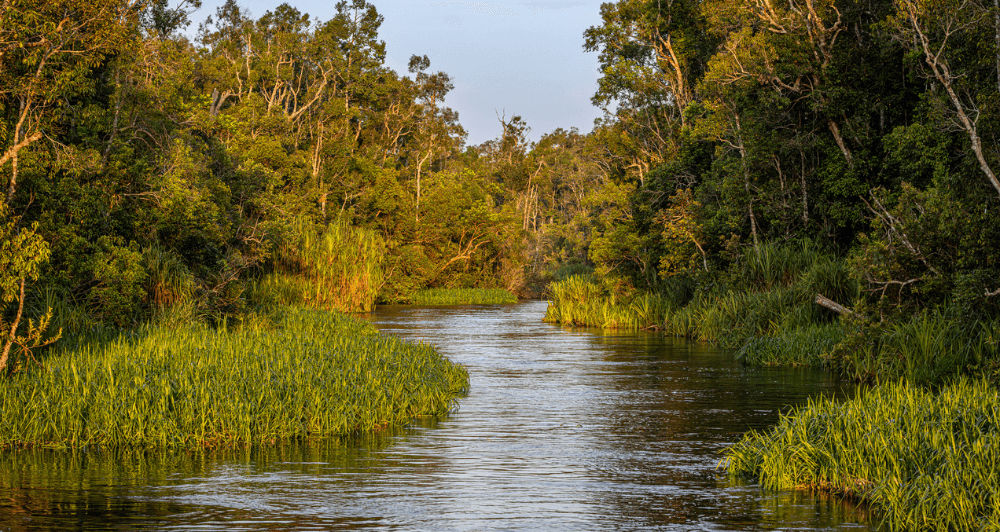 A winding river flowing through a lush green forest with dense trees and tall grasses along the banks.