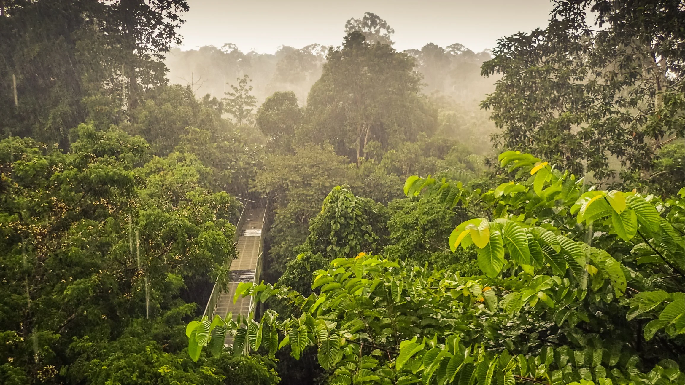 Lush green rainforest with a staircase leading through the trees, and rain falling in the misty background.