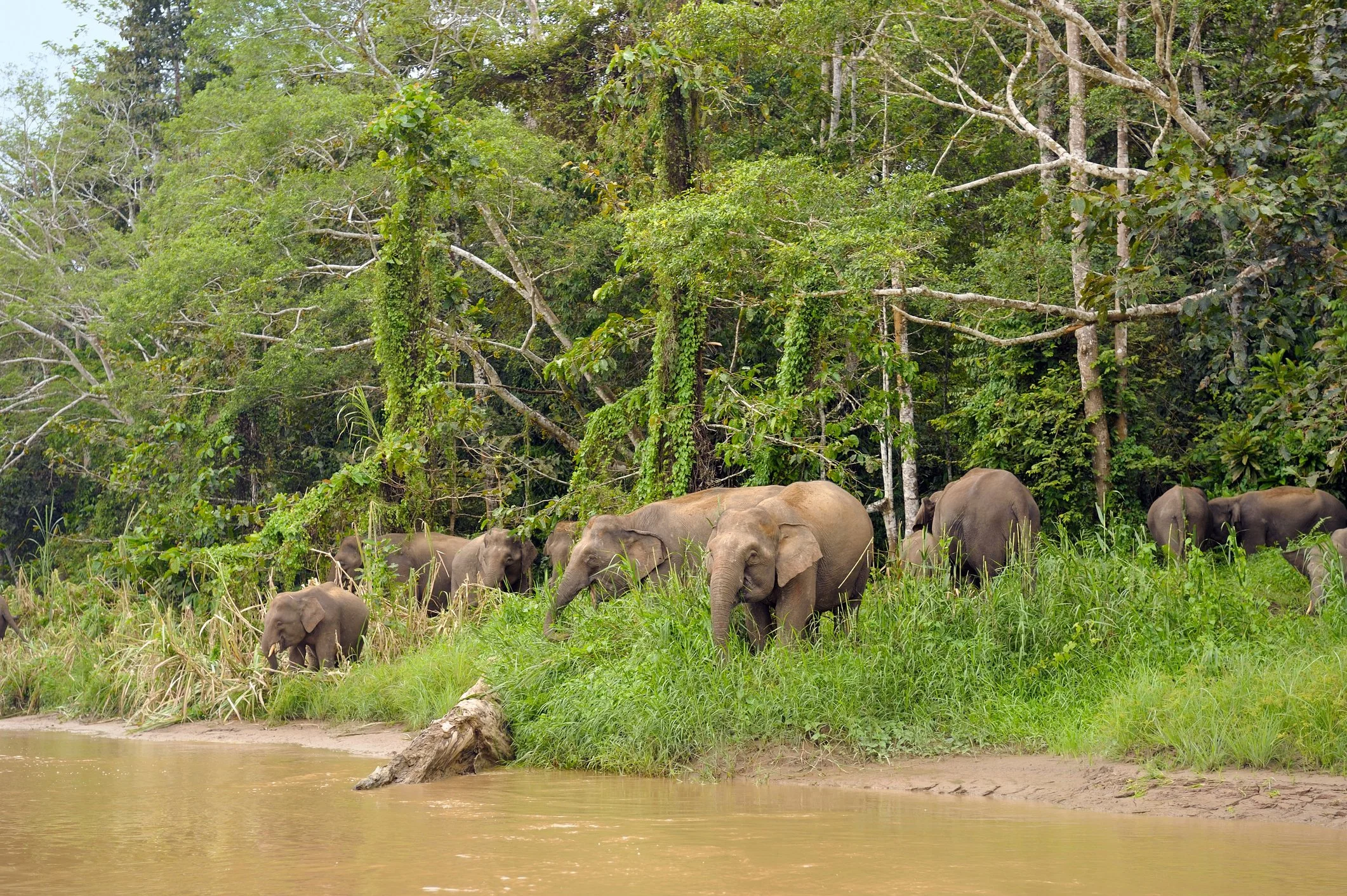 A group of elephants grazing near a riverbank surrounded by green dense forest.