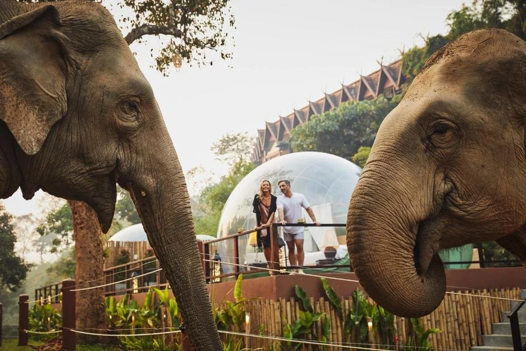 Two elephants and a couple walking on a bridge with glass domes and greenery in the background.