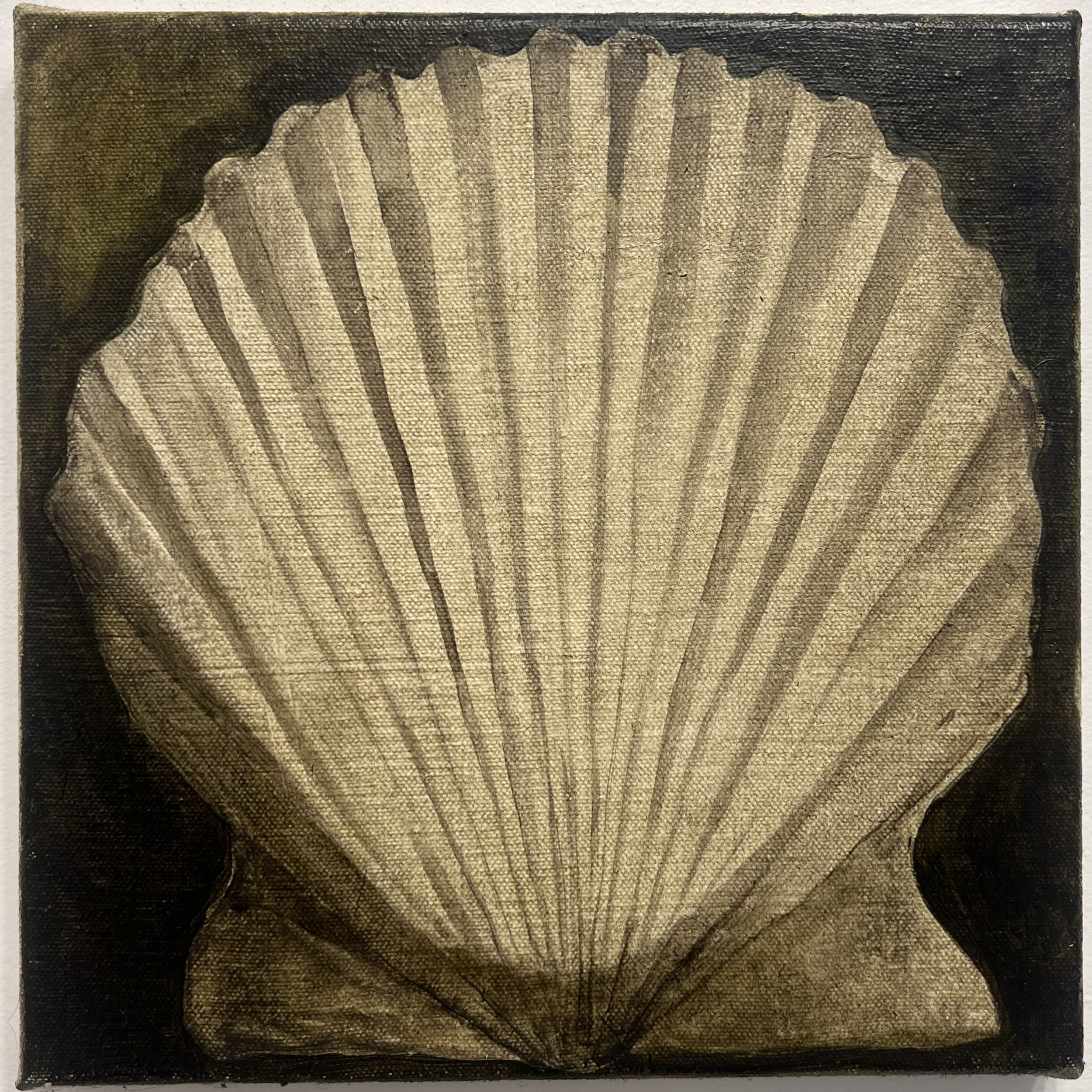 Scallop Shell - 10x10" - oil on canvas