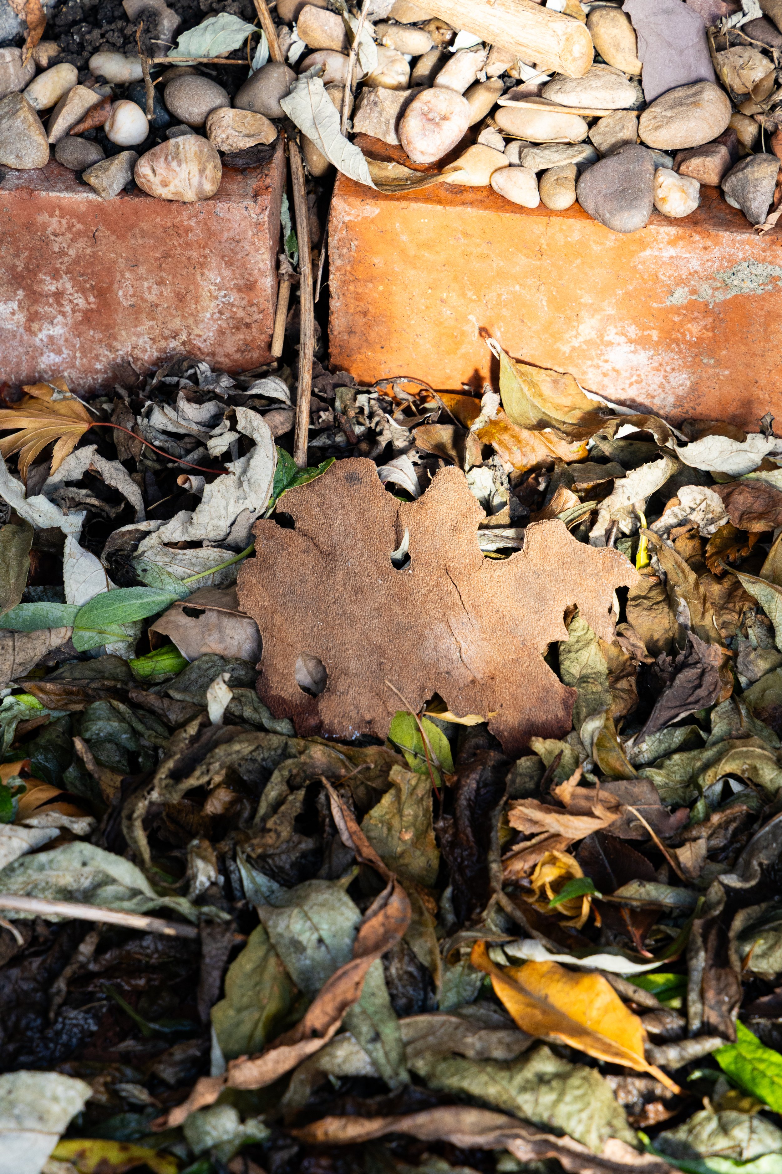 Close-up of  a piece of fallen London plane tree bark, surrounded by dry leaves, small pebbles, and two bricks on the ground. detail of an artwork by Ian Jackson