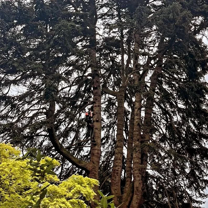The final few jobs in Castlewellan for a while....getting sad.
#trees #castlewellanforestpark #treeclimbing #southdowntreecare