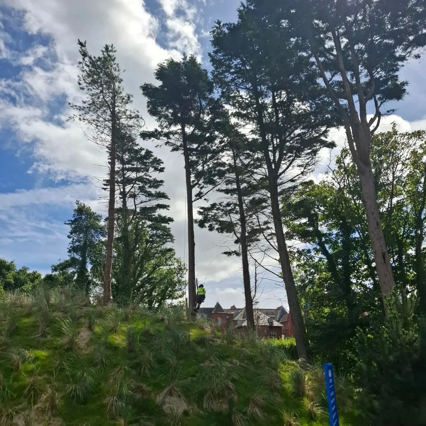 Jack and Wes removing deadwood from trees at the Royal County Down Golf Club.
#golf ##royalcountydown #tree
