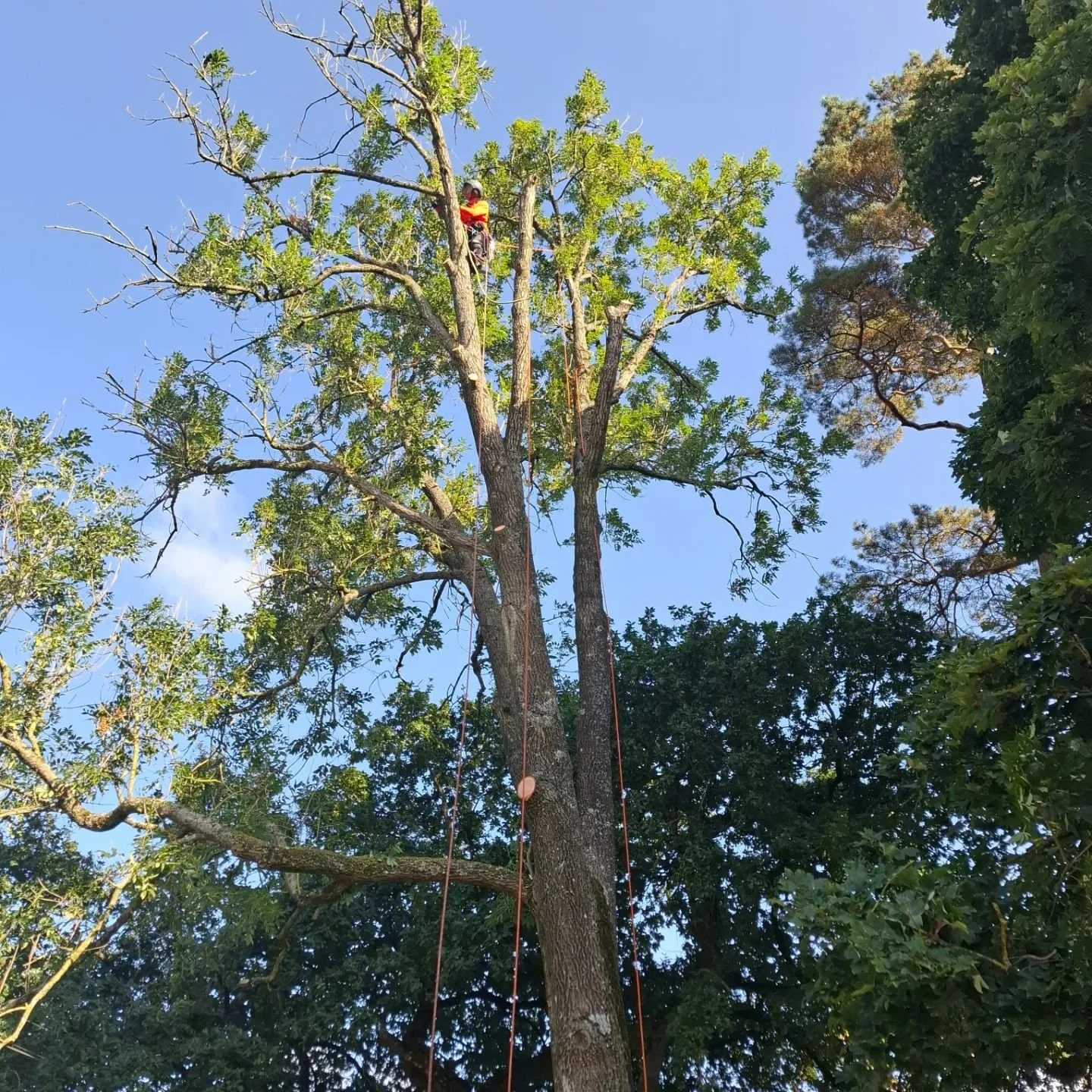 Large Ash remove today #ashdieback #southdowntreecare #trees