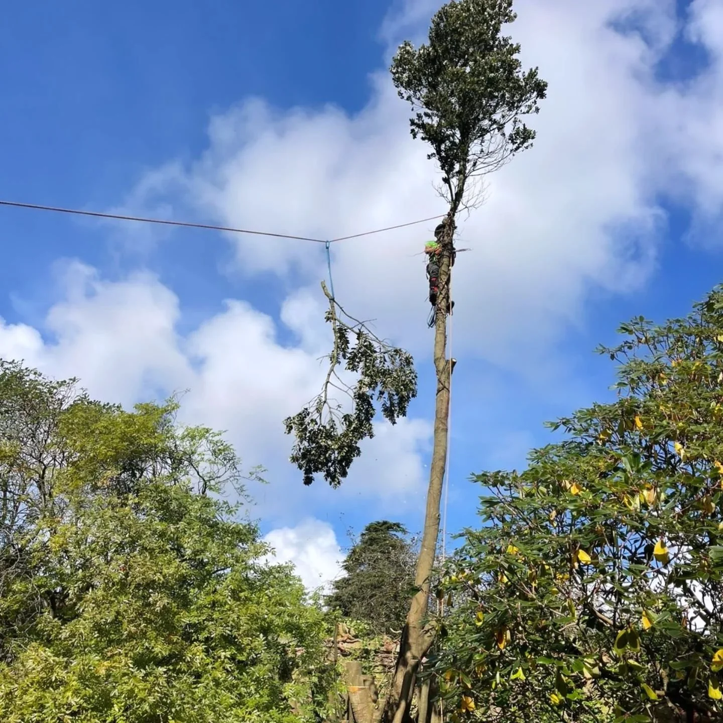 The last Eyucrifia finished today in the arboretum. Slow progress with no room for any damage underneath. Amazing colours in the trees this week.#arboretum #autumn #southdowntreecare